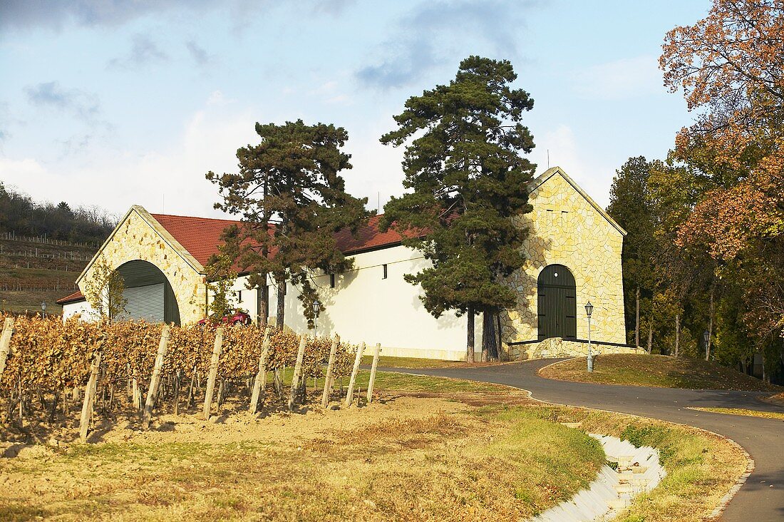 Grof Degenfeld Winery, Tarcal, Tokaj, Hungary
