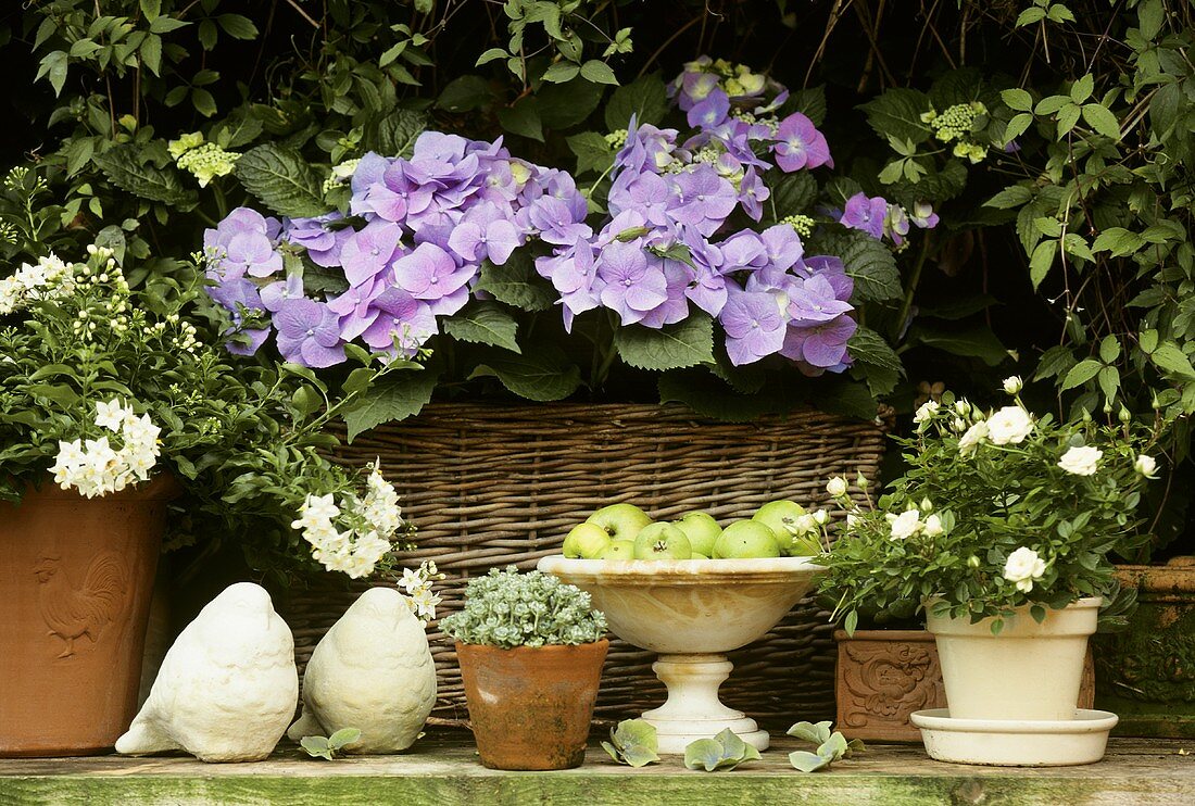 Garden flowers in pots: hydrangeas, jasmine, sedum, miniature rose
