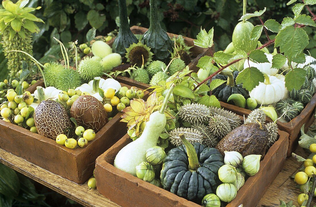 Herbstdeko mit Ziergurken und Zierkürbissen