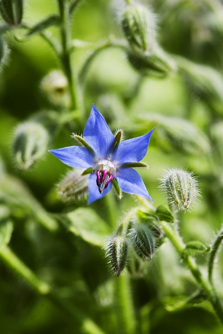 Borretschblüten (Nahaufnahme)