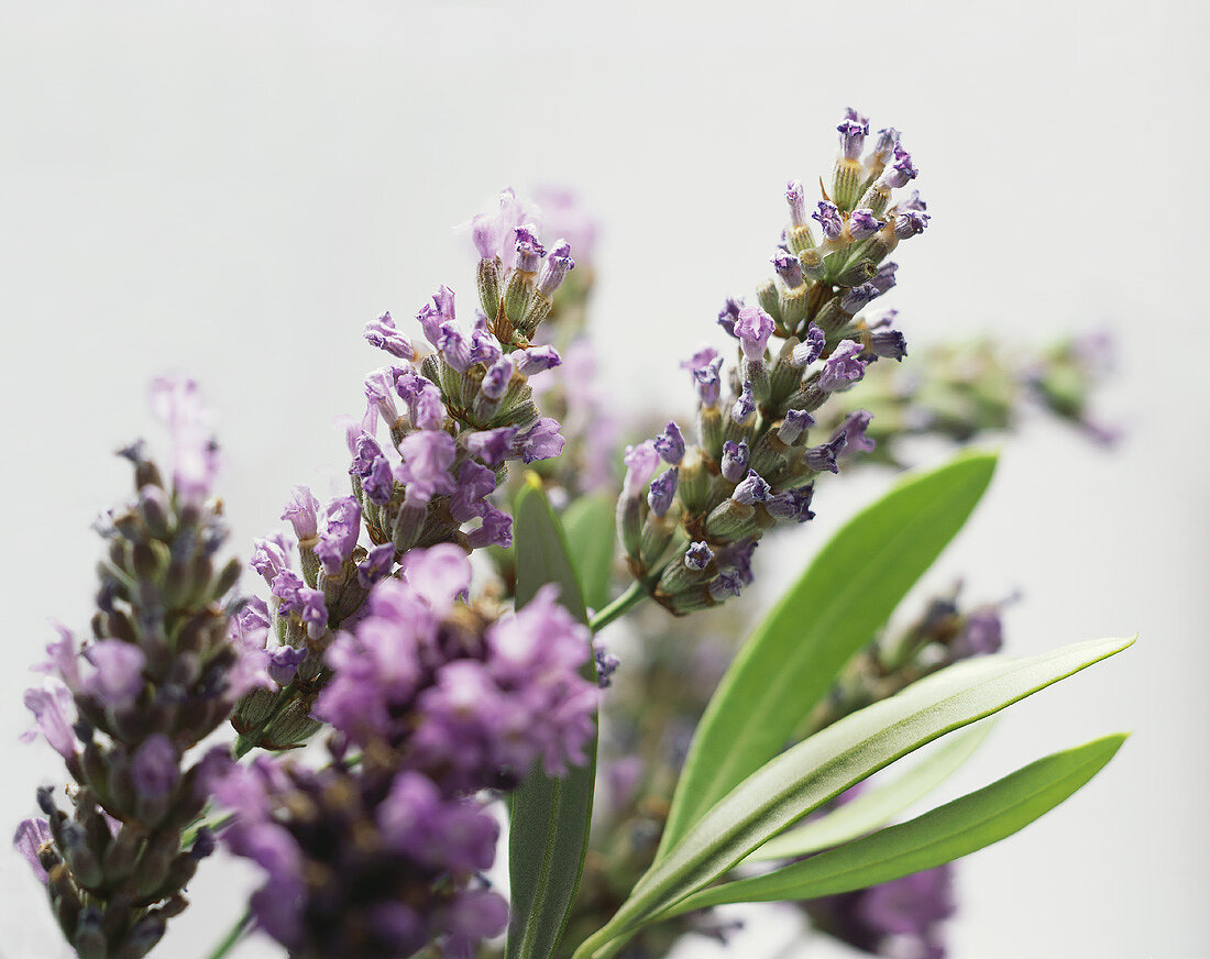 Lavender flowers (close-up)