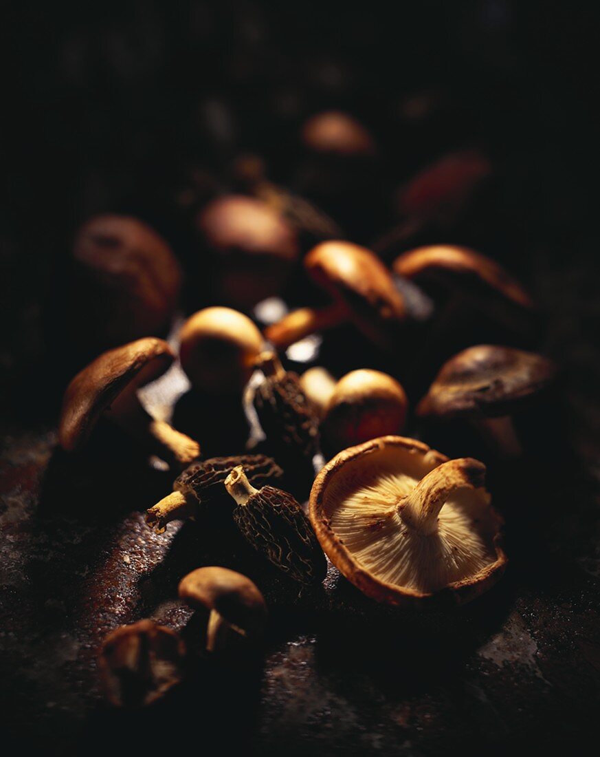 Pilzpotpourri: Morcheln, Shiitake und Champignons