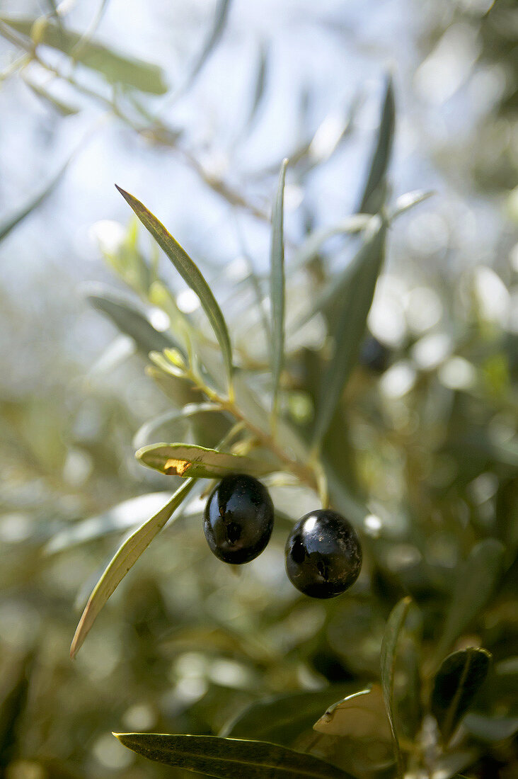 Two olives hanging on a tree