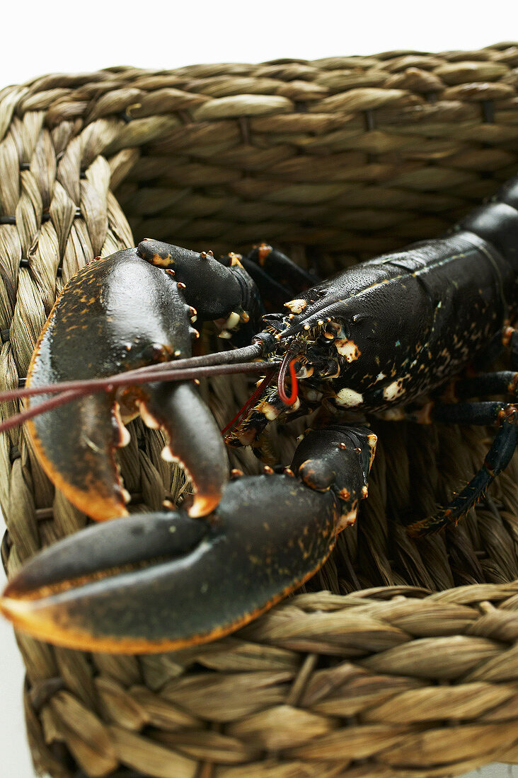 A live European lobster in a basket