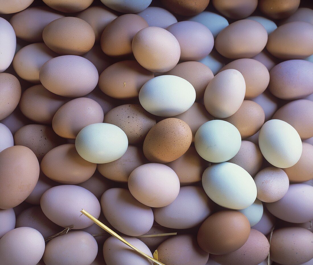 Many hens' eggs of different colours