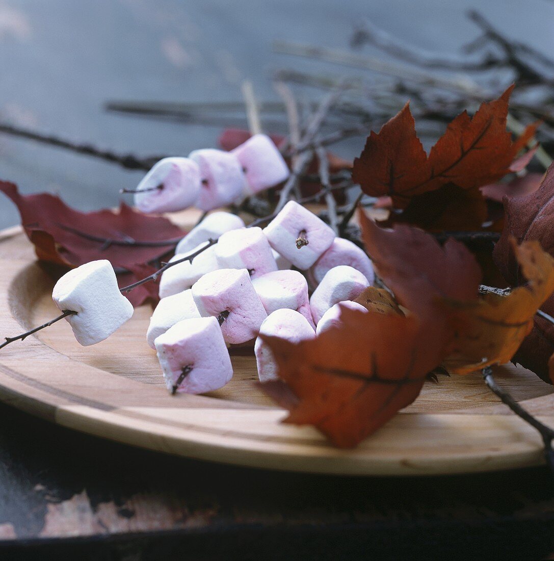 Marshmallows speared on thin maple twigs