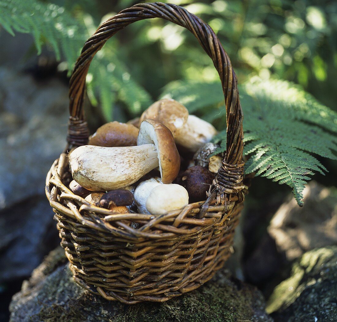 Basket of fresh forest mushrooms