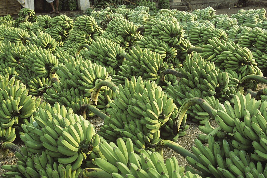Bunches of harvested bananas at a market in India