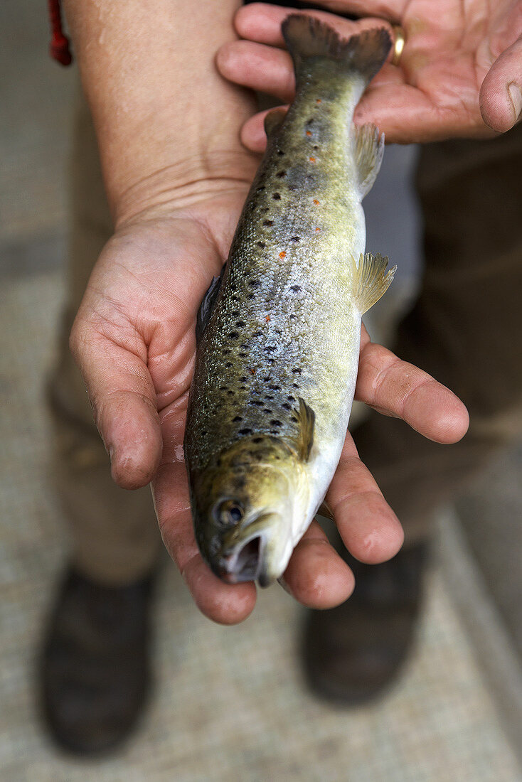 A brown trout
