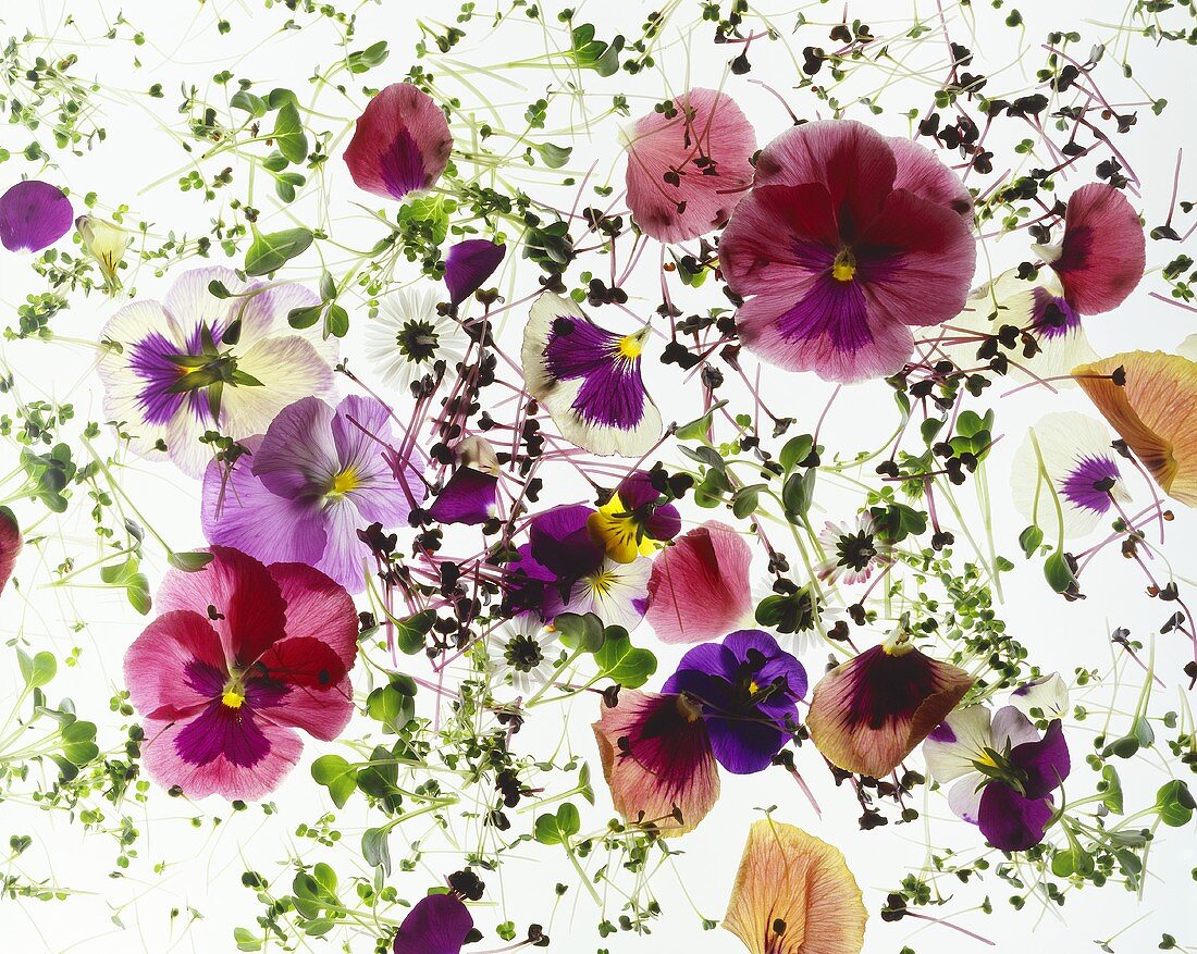 Edible flowers and sprouts