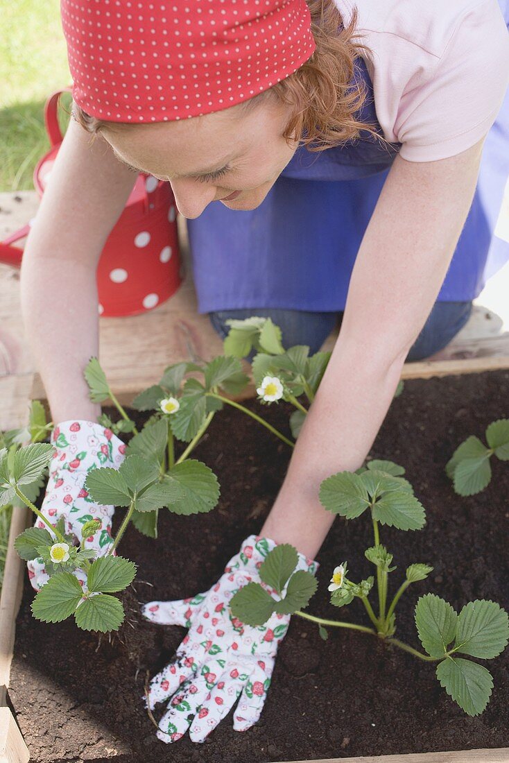 Planting young strawberry plants