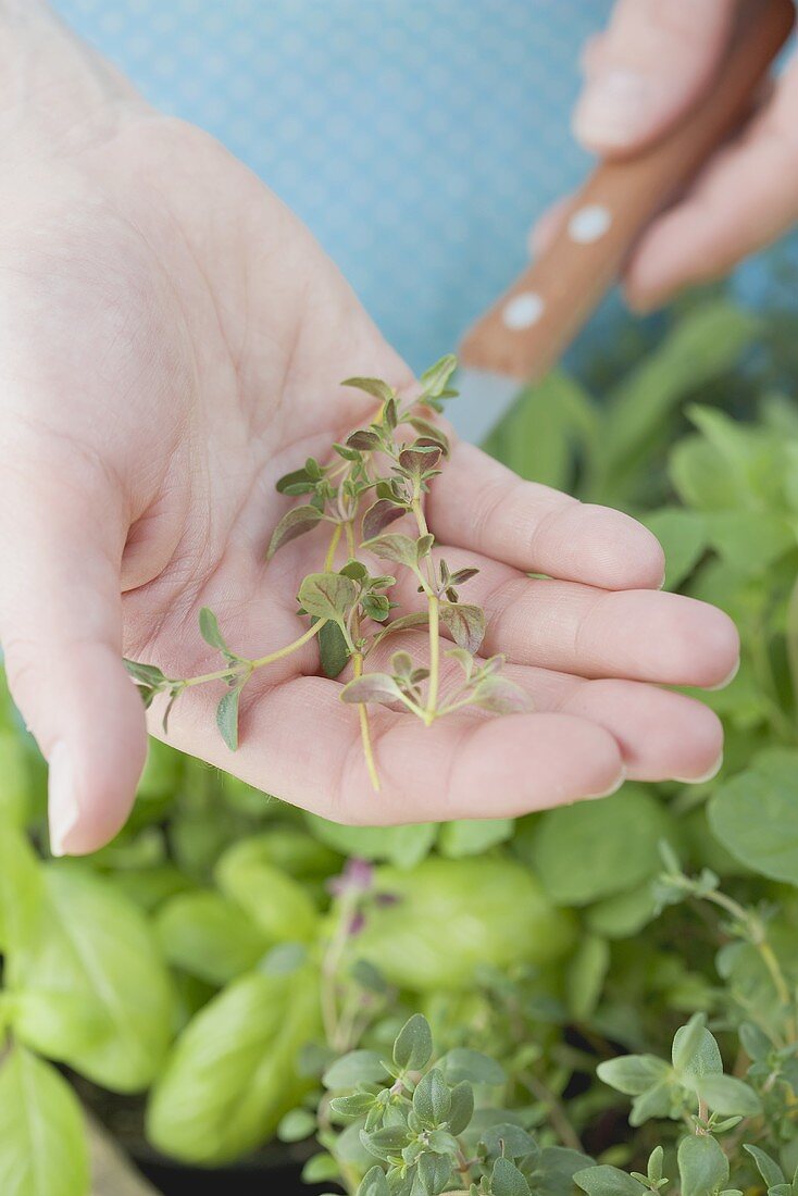 Freshly cut thyme