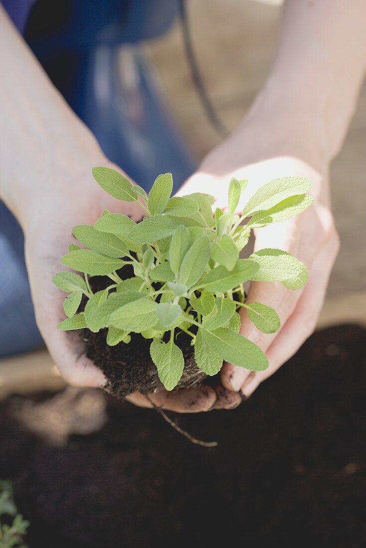 Planting sage