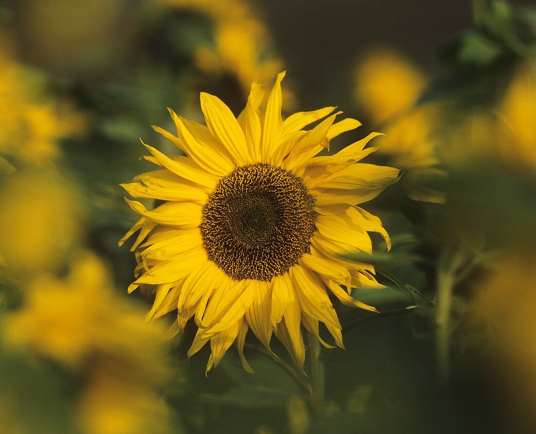 Blossom of a Sunflower