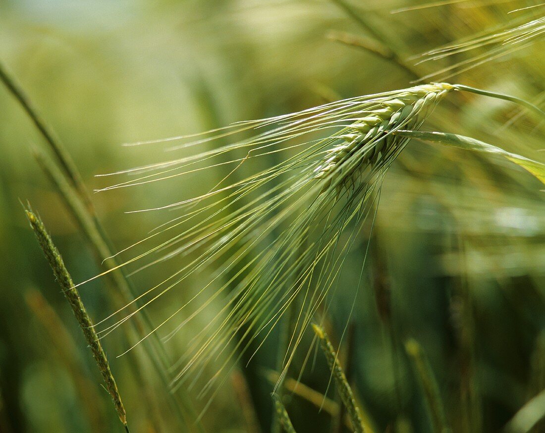 Barley Growing in a Field
