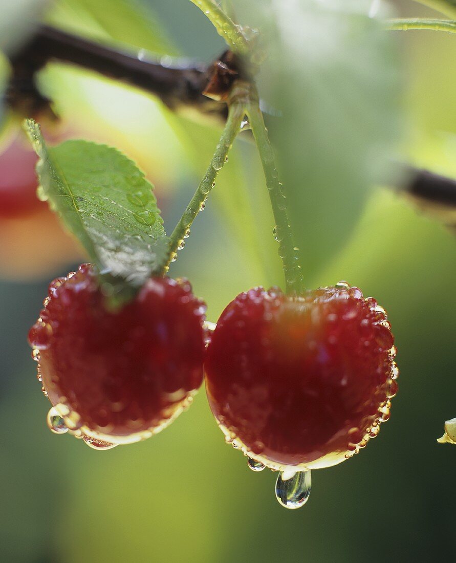 Kirschenpaar mit Wassertropfen