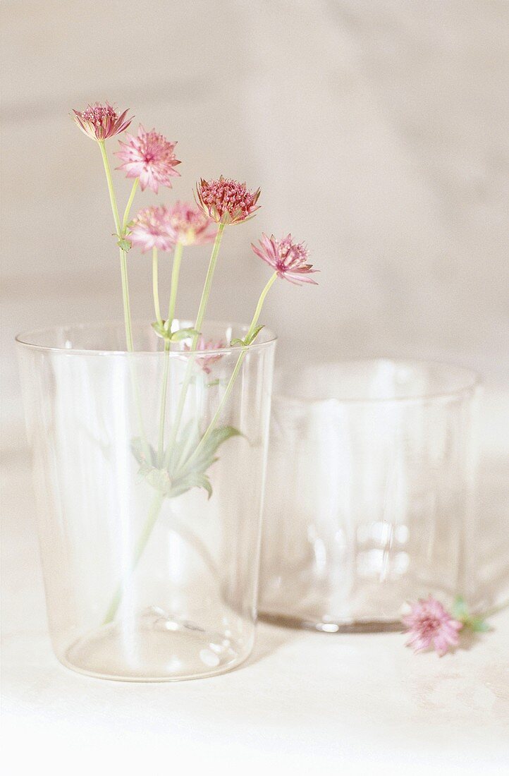 Flowers in a glass