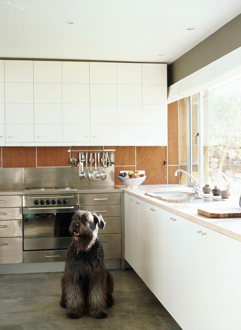 Dog in kitchen