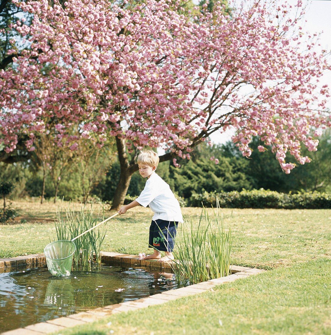 Boy dipping net in garden pond