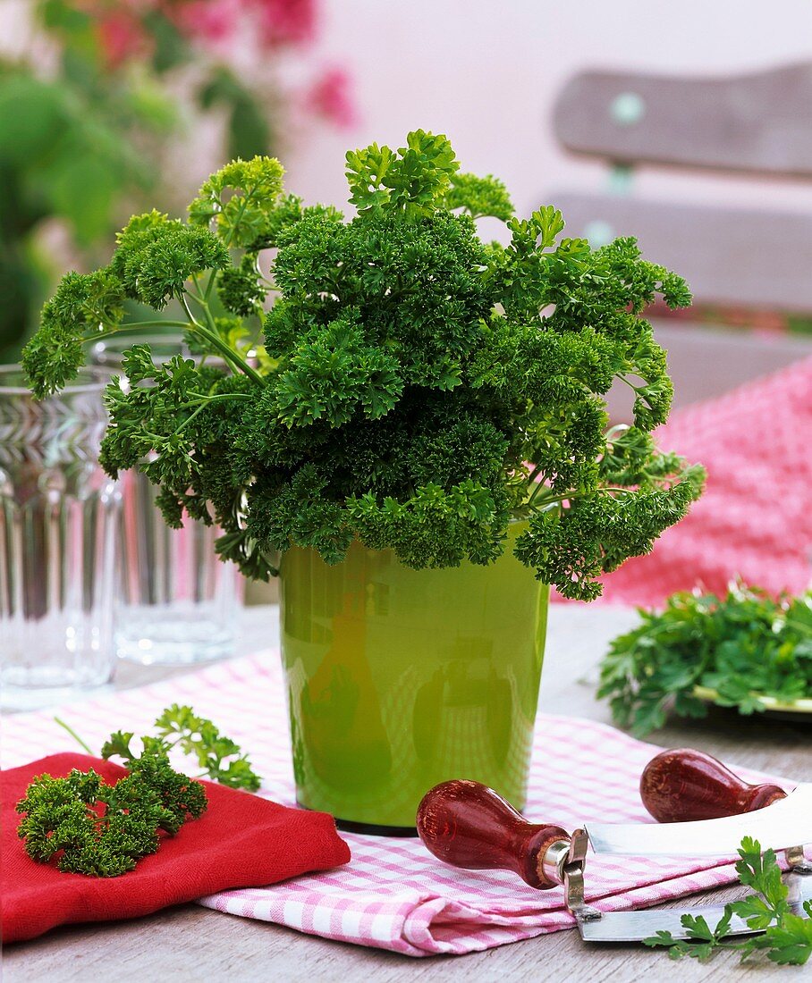 Curly parsley in flowerpot