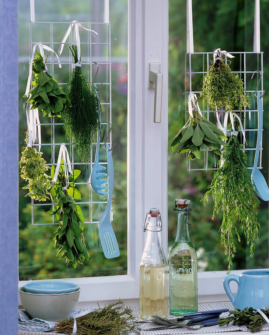 Bunches of herbs hanging up to dry, mint, oregano, dill, thyme etc.