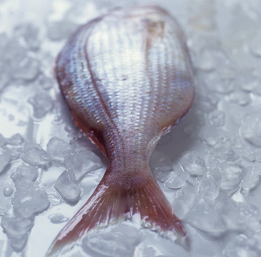 A red mullet on ice