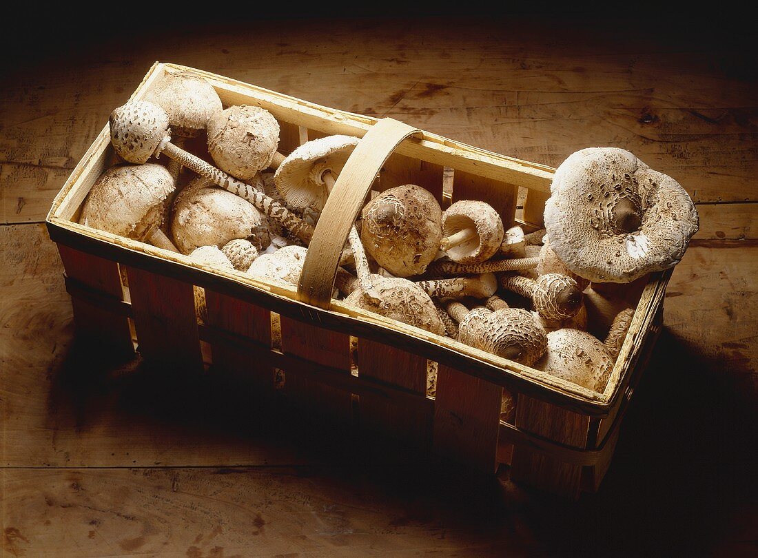 Freshly picked mushrooms in a basket