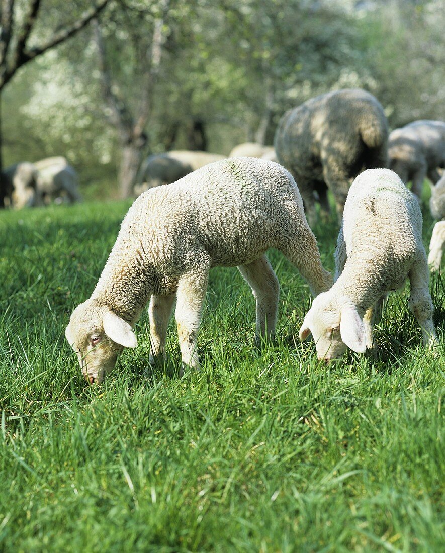 Sheep grazing in a pasture