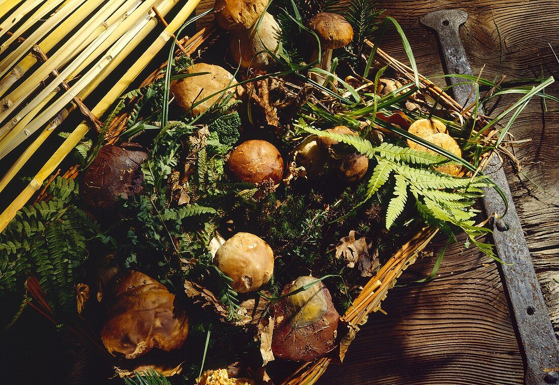 Fresh ceps in a basket with moss and leaves