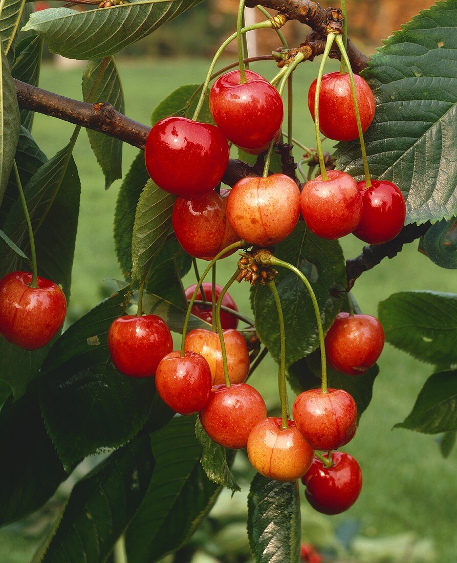 Cherries, variety 'Napoleon', on the tree