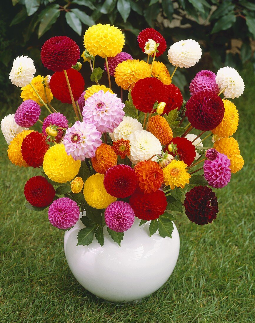 Mixed pompom dahlias in vase