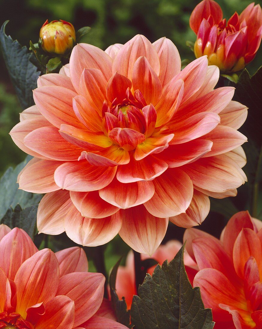 Dahlia, variety 'Yvonne'