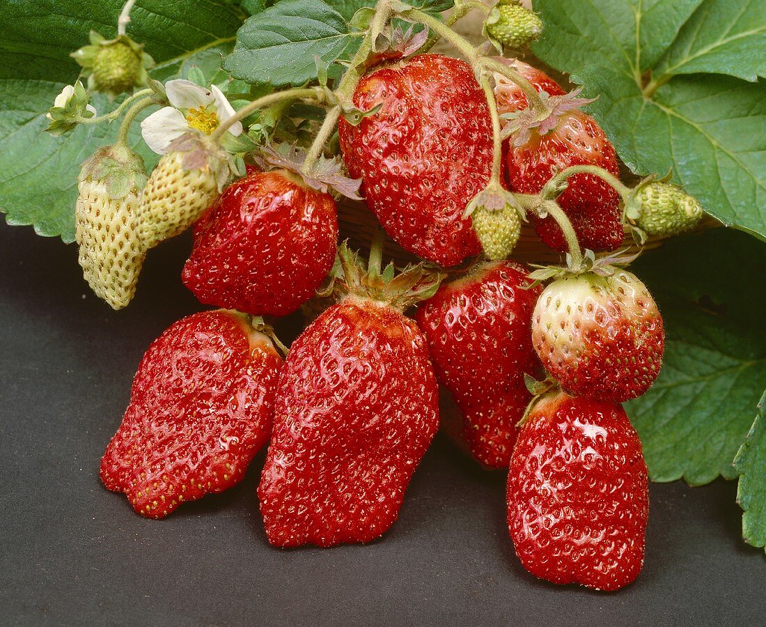Erdbeeren der Sorte Korona