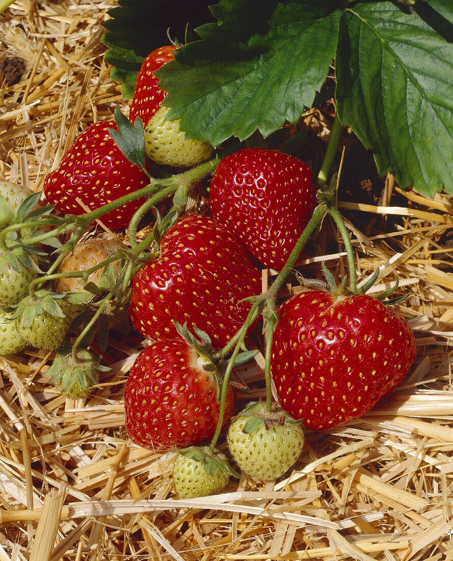 Erdbeeren der Sorte Induka