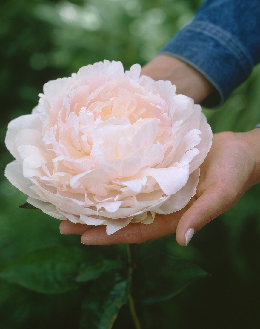 Peony on someone's hands