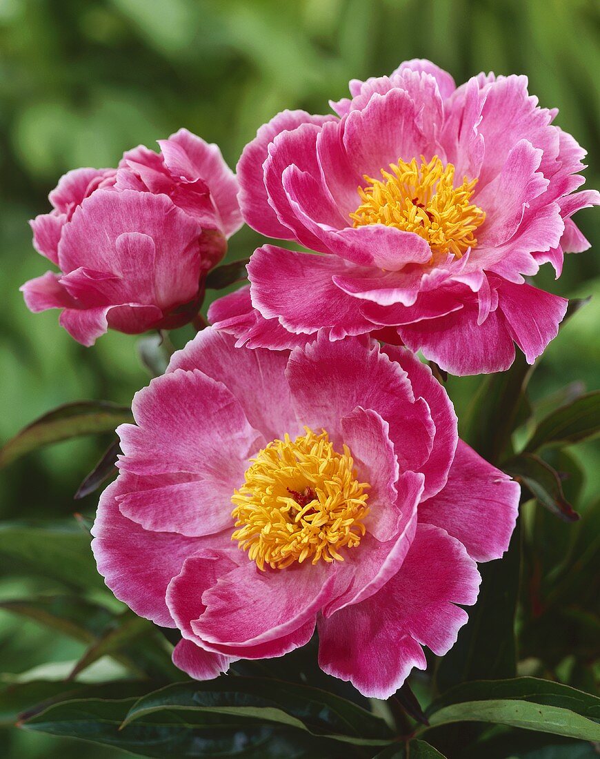 'Queen Wilhelmina' peonies