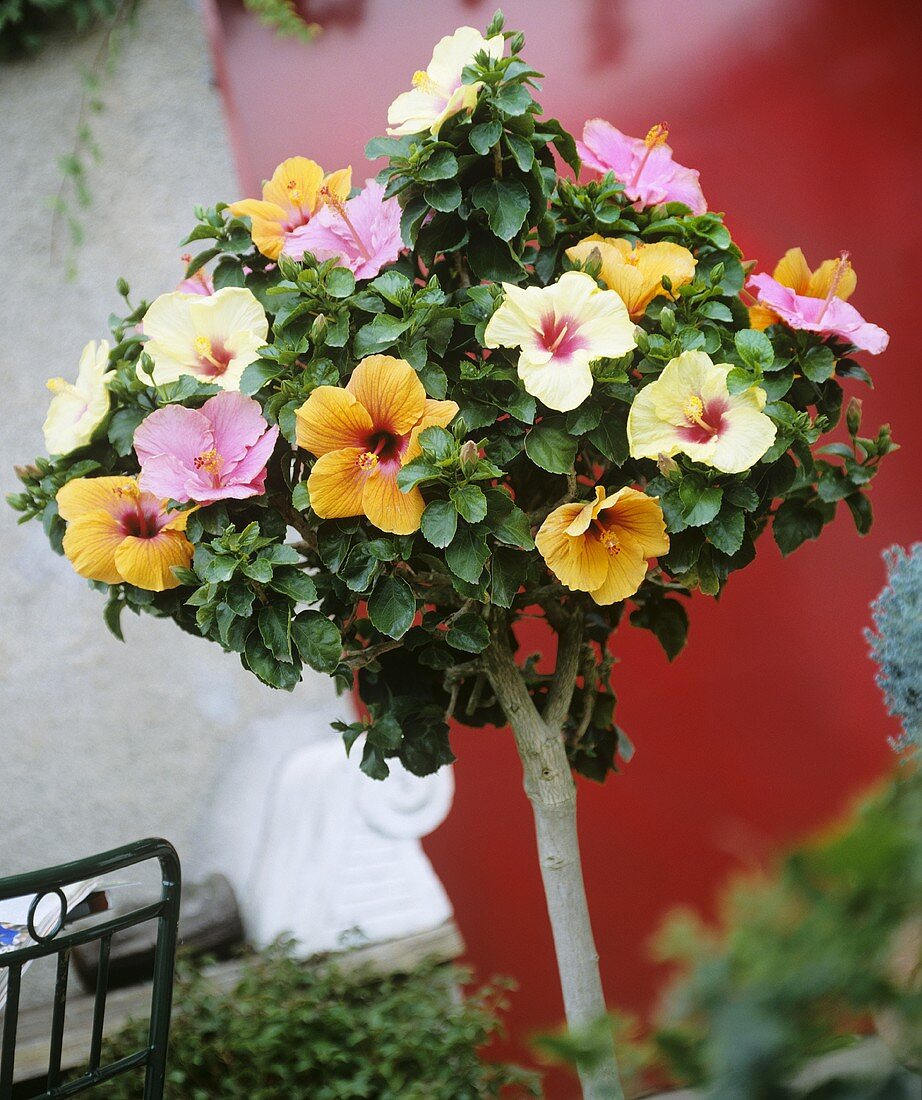 Three-coloured Chinese hibiscus