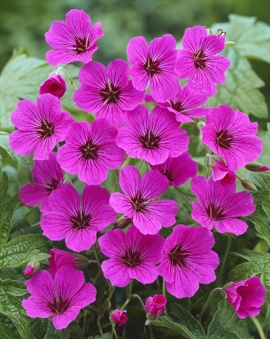 Hardy geranium (Geranium 'Patricia')