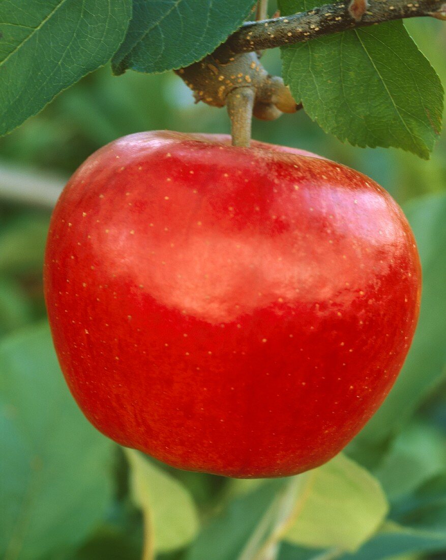 Ein roter Apfel am Zweig