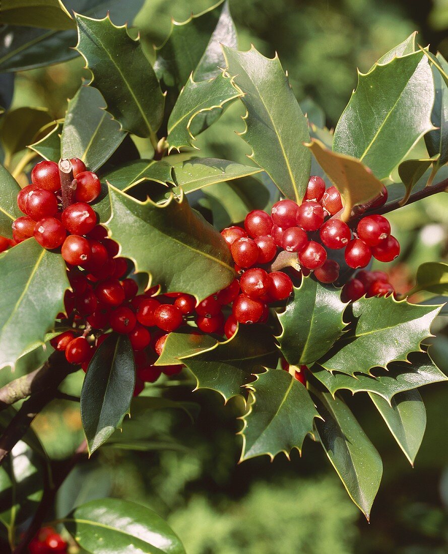 Stechpalme (lat. Ilex Aquifolium)