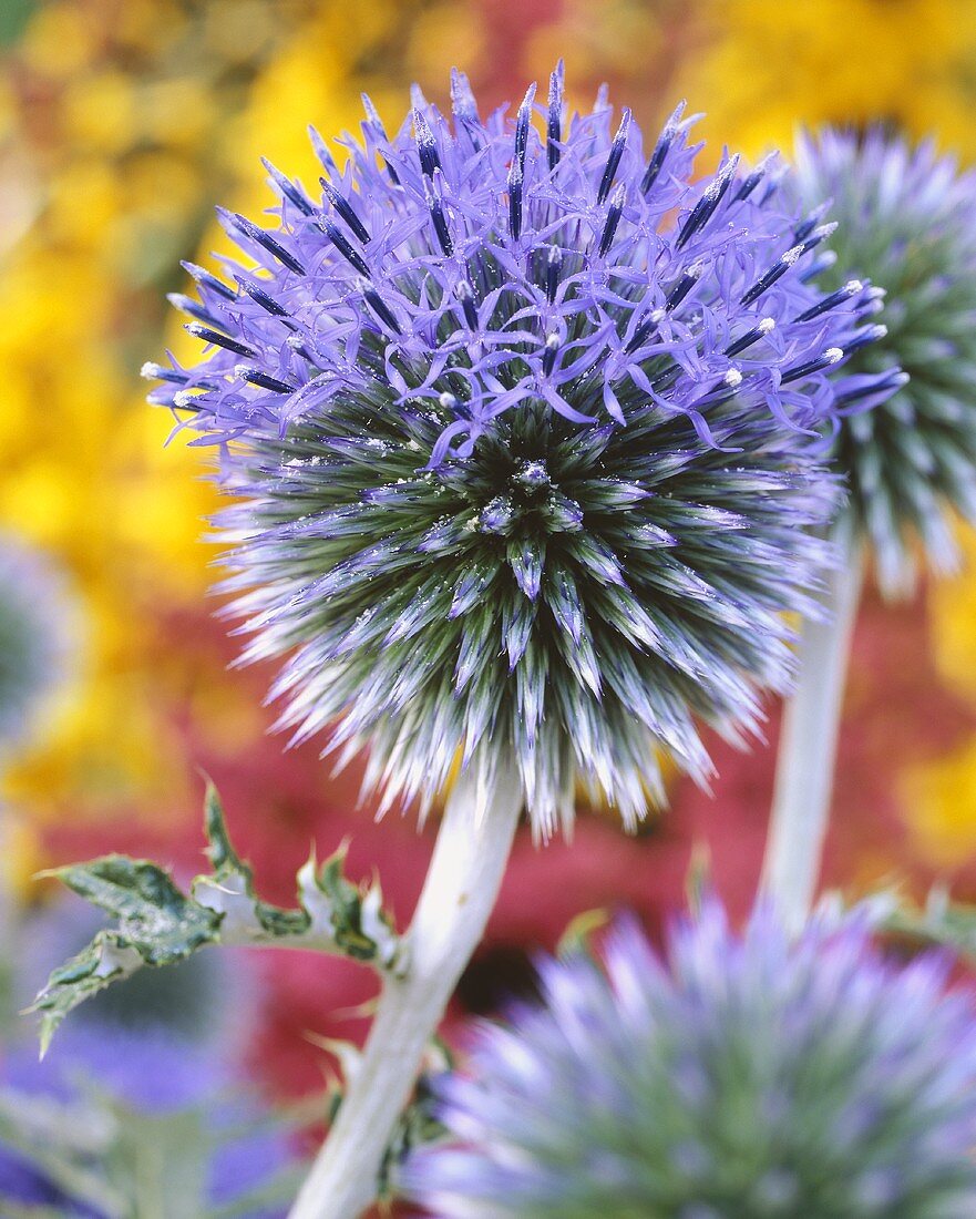 Globe thistle (Echinops)