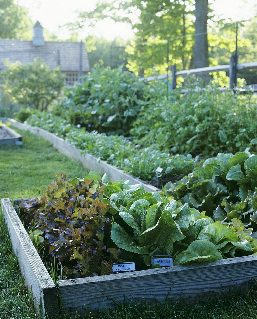 Garden of Decorative Cabbages