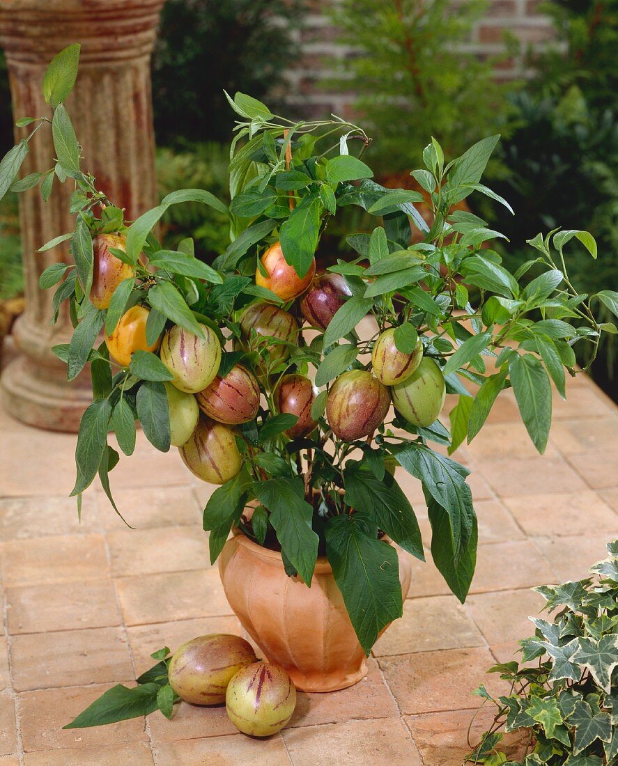 Pepino plant with fruit in terracotta pot (Solanum muricatum)