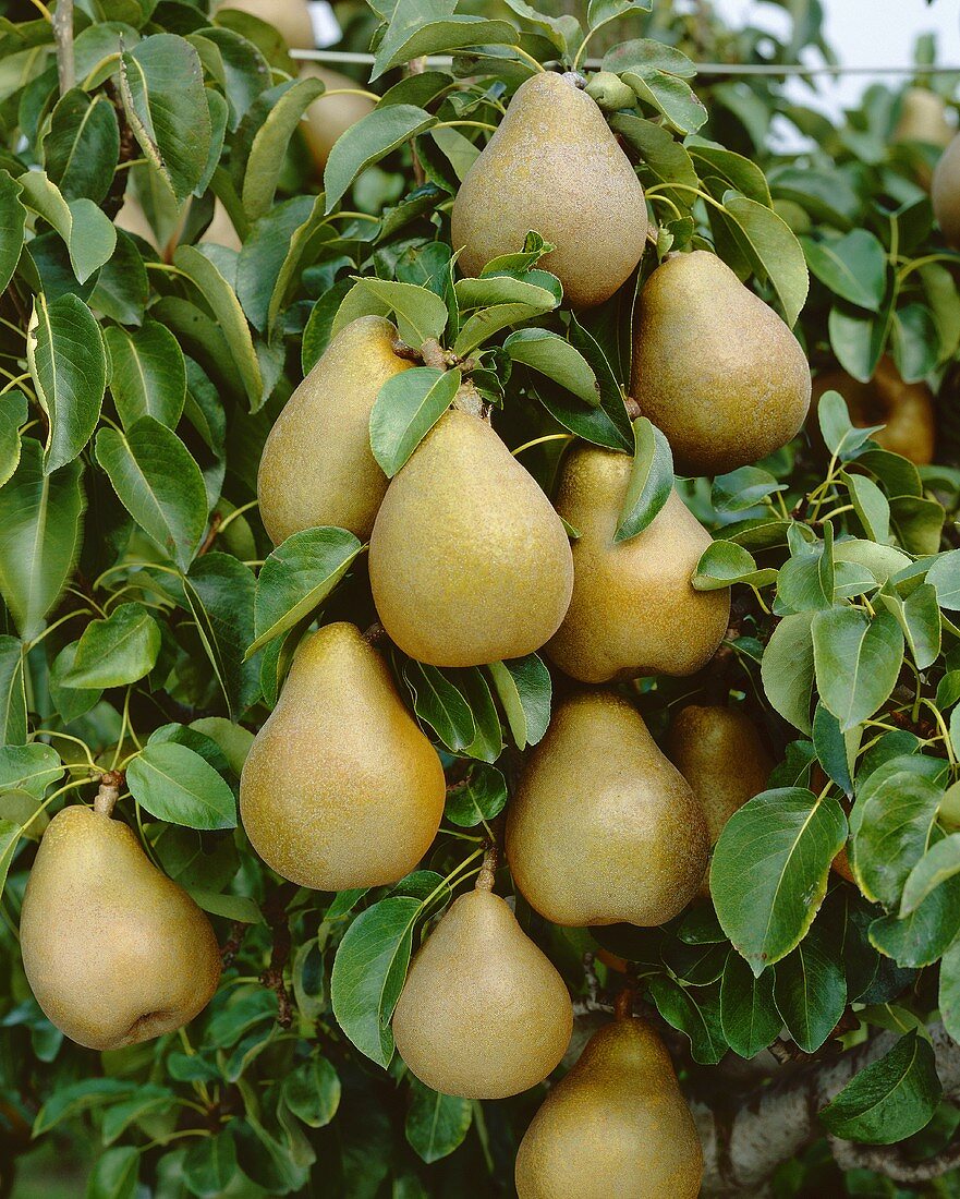 Doyenne pears on the tree