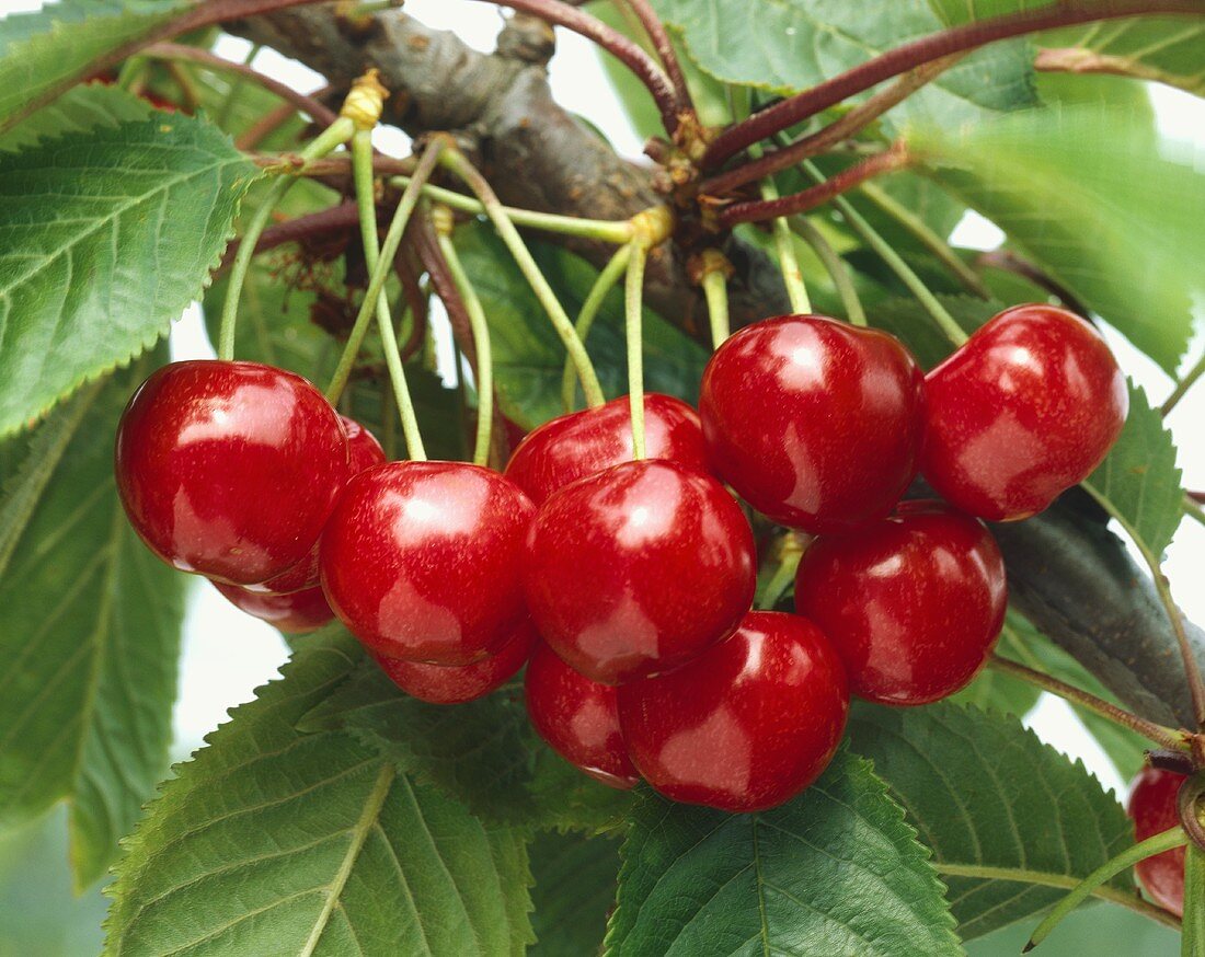 Ripe cherries on branch