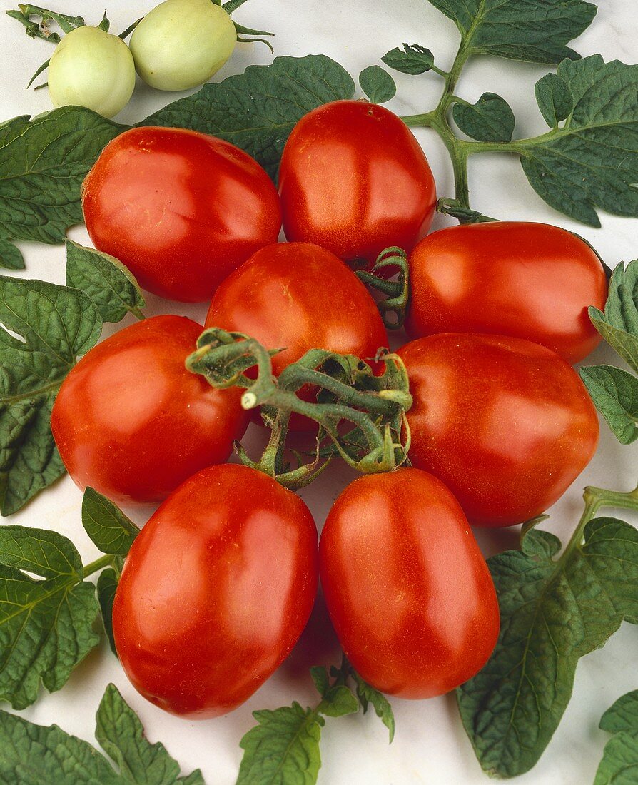 Plum tomatoes, variety 'Pico de Aneto'