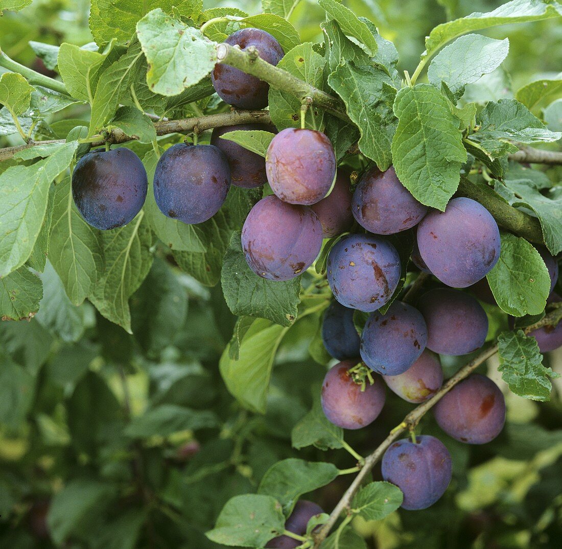 Plums on the tree