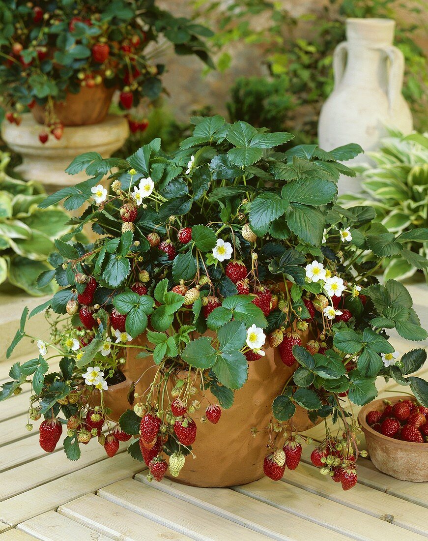 Strawberries in flowerpot