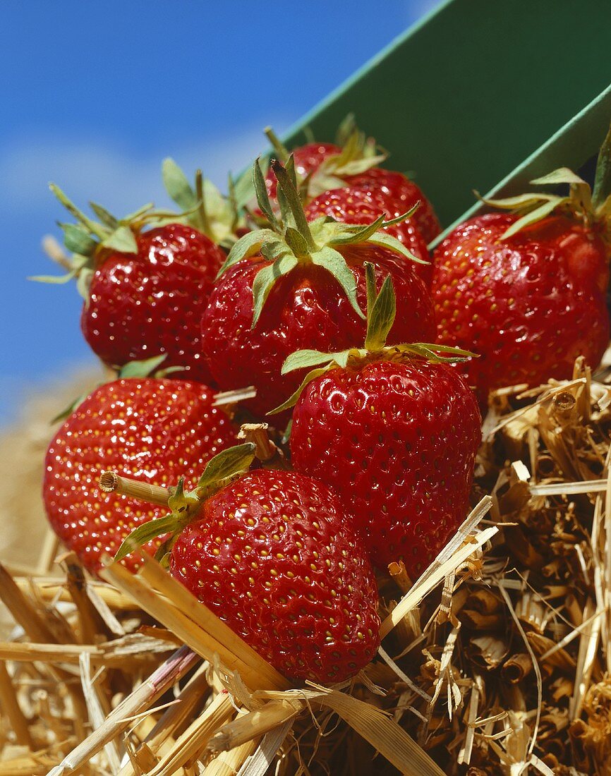 Ripe strawberries on straw