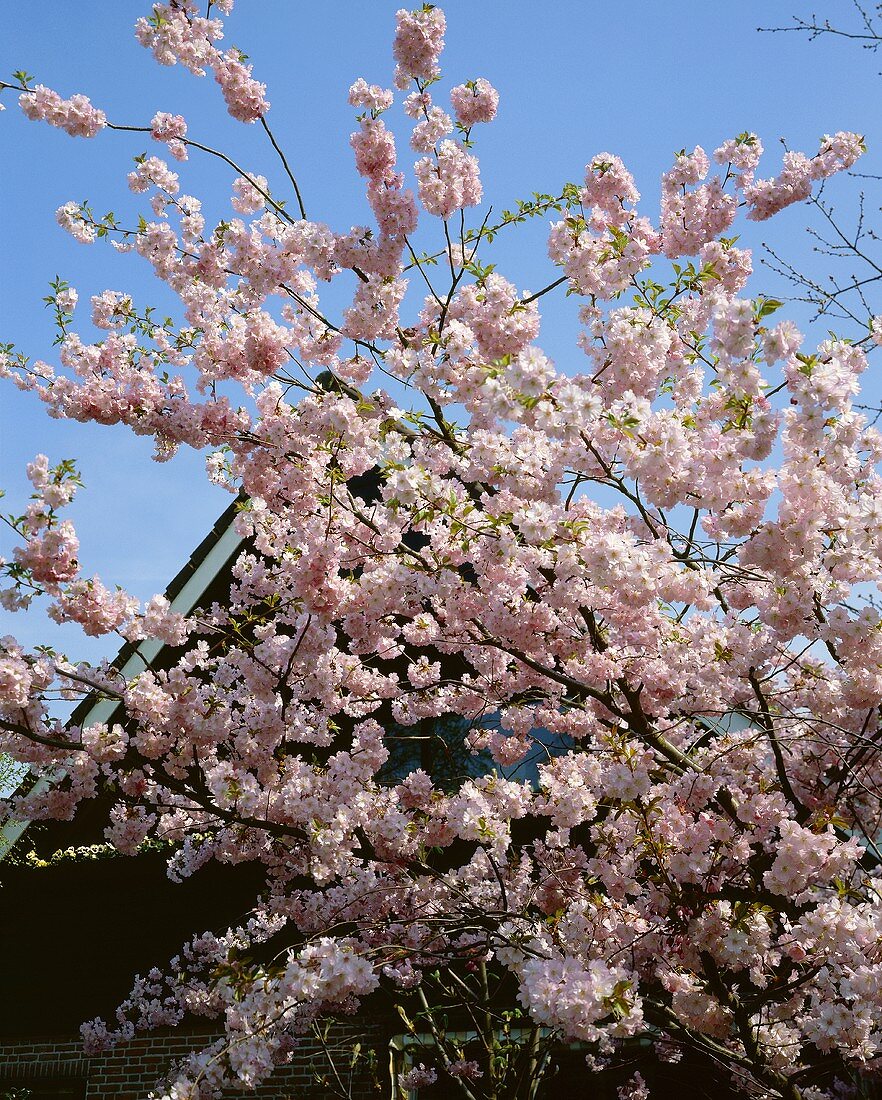 Japanese cherry blossom (Prunus serrulata)